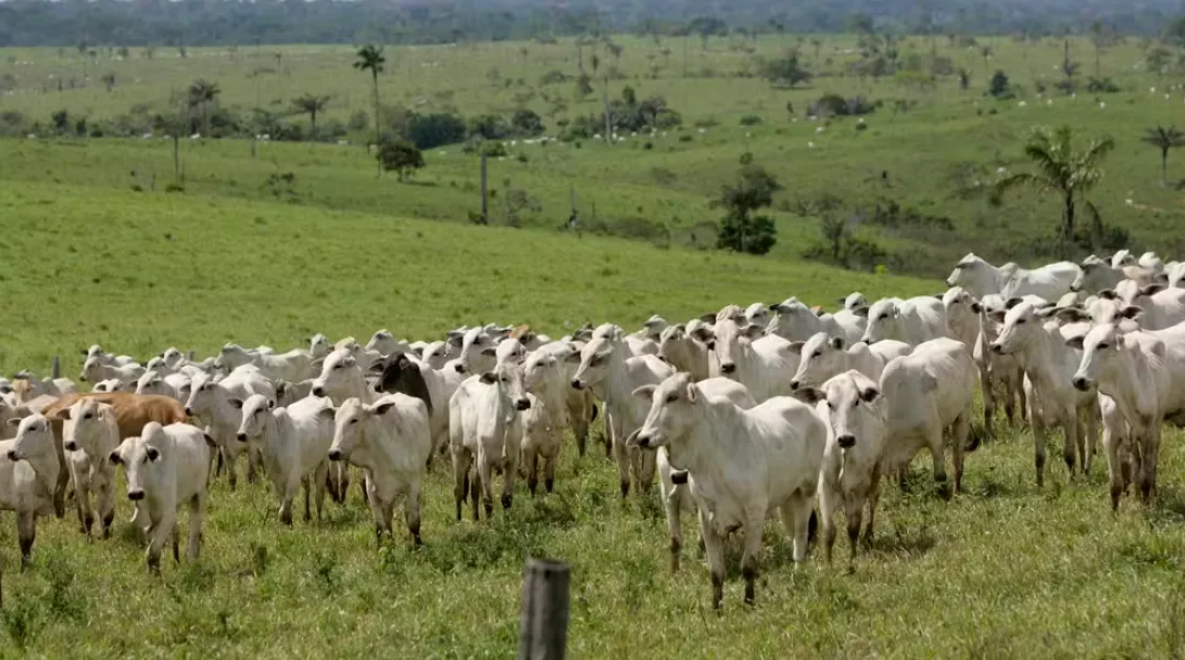 Expansão da pastagem na Amazônia atinge 556% em quatro décadas