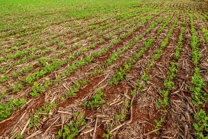 Chuvas intensas em MS exigem cautela no manejo do solo durante o plantio da soja
