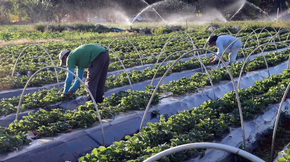Agronegócio brasileiro atinge recorde com 28,4 milhões de ocupados no 2º trimestre de 2026
