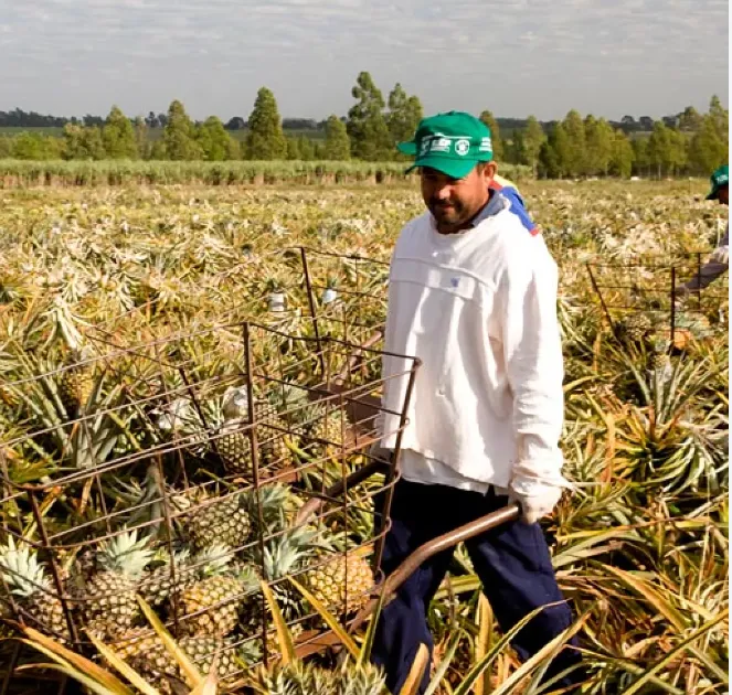 Fim da escala 6x1 pode custar R$ 4,1 bilhões ao agronegócio do Paraná, estima Faep