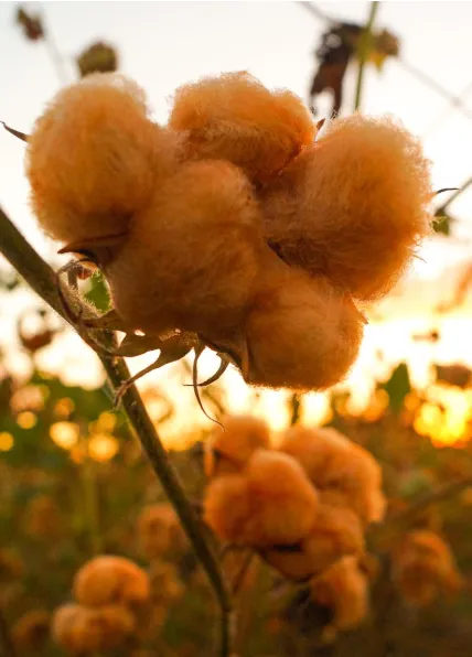 Cultivo consorciado de algodão colorido agroecológico beneficia mais de 70 famílias na Paraíba