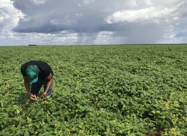 Diversidade produtiva em Mato Grosso une liderança em grãos, inovação pecuária e bioeconomia indígena