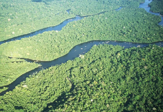 Governo do Amapá lança edital de concessão florestal com previsão de R$ 643 milhões em investimentos privados