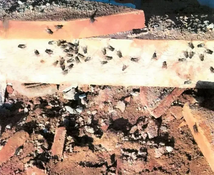 MPMS investiga usina por infestação de moscas em Angélica; granja em Ivinhema sofre interdição sanitária