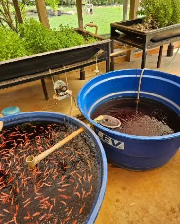  Aquaponia: Instituto de Pesca estuda tecnologia que pode viabilizar as “fazendas urbanas”