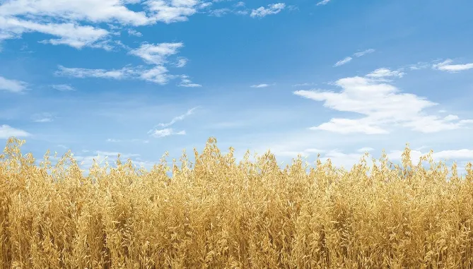 Colheita de aveia-branca atinge 22% no RS; produtividade projetada para 2026 é menor que no ano anterior