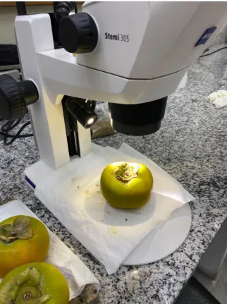 Carga de caquis da Espanha é interceptada em Guarulhos com praga quarentenária