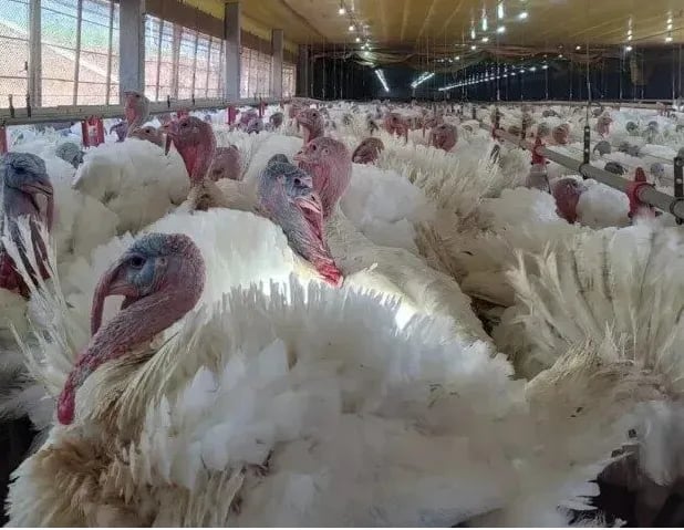 Doença de Newcastle em SC faz México e China suspenderem importação de aves do Brasil