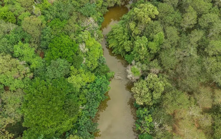 Instituto Terra alcança 3,5 milhões de árvores plantadas e avança com mapeamento na Bacia do Rio Doce
