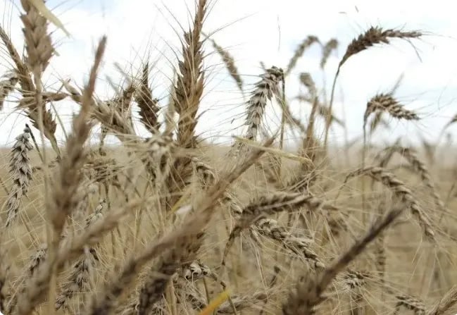 Excesso de chuvas no Sudoeste do Paraná reduz rendimento do trigo em 35%