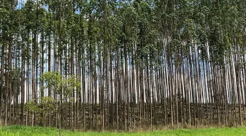 Minas Gerais concentra mais de 84% da produção nacional de carvão vegetal