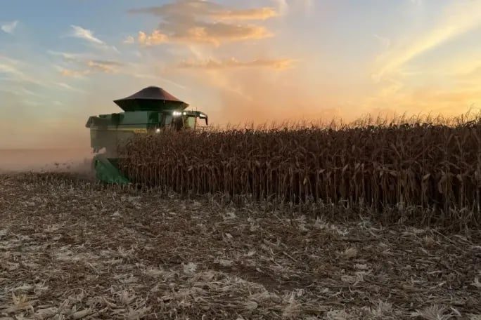 Mato Grosso do Sul consolida produção de 16,23 milhões de toneladas de milho na safra 2025/2026