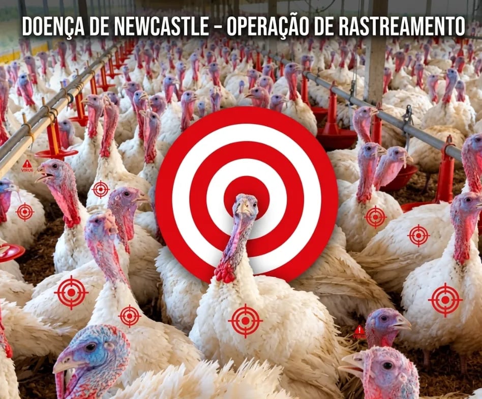Foco de doença de Newcastle em SC provoca suspensão de exportações de aves para cinco países
