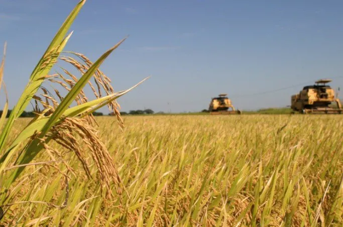 El Niño reforçado eleva alerta para clima na safra de arroz do Mercosul