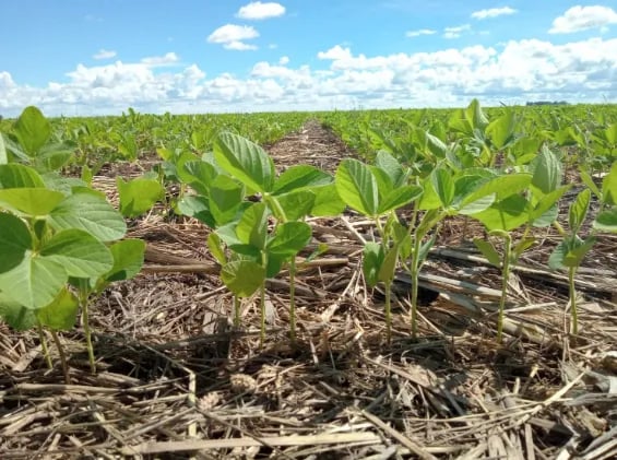 Plantio de soja atinge 30,1% no Brasil