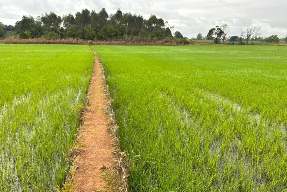 Plantio de arroz da safra 2026/27 atinge 33,2% e fica abaixo da média histórica