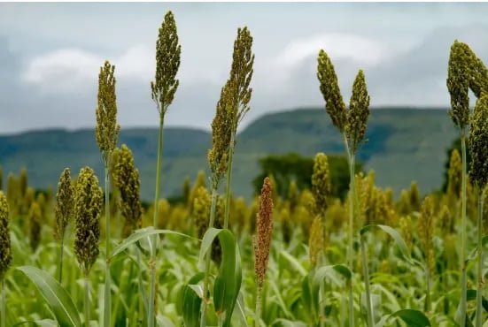 Produção de sorgo em Goiás deve crescer quase 20% na safra 2026/27, estima Conab