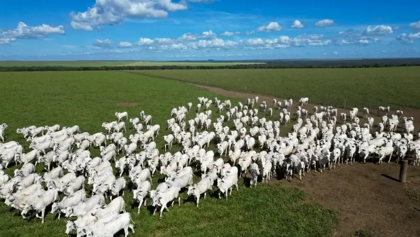 Pecuária representa 36% do VBP agropecuário de setembro, com liderança da carne bovina