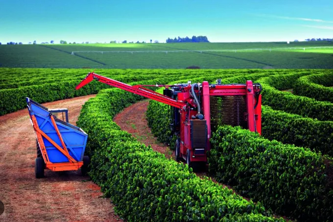 Colheita de café arábica na Expocacer atinge 74% no Cerrado Mineiro