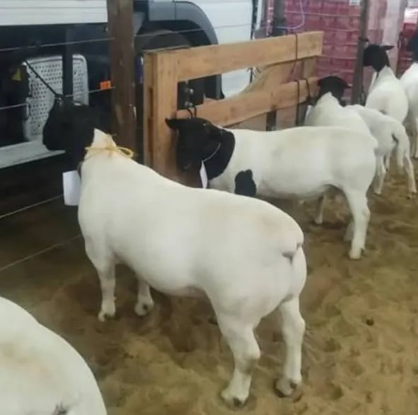 Unistalda (RS) sedia a 20ª edição da Feovinos com foco na ovinocultura