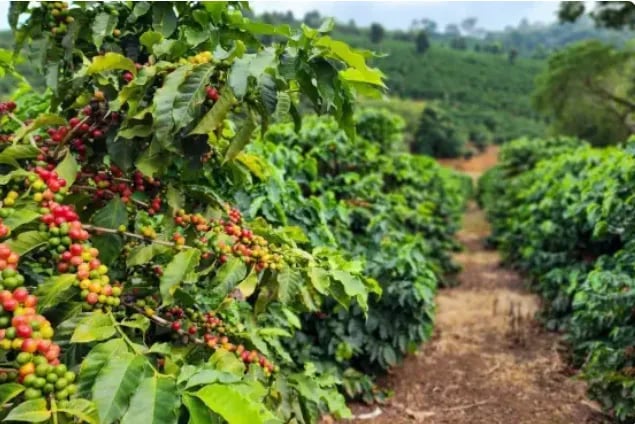 Produtores de Minas Gerais e do Rio de Janeiro conquistam prêmios de destaque no mercado de cafés especiais