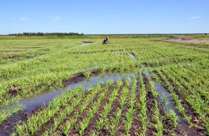 Julgamento sobre dispensa de licenciamento ambiental para irrigação em SC é suspenso