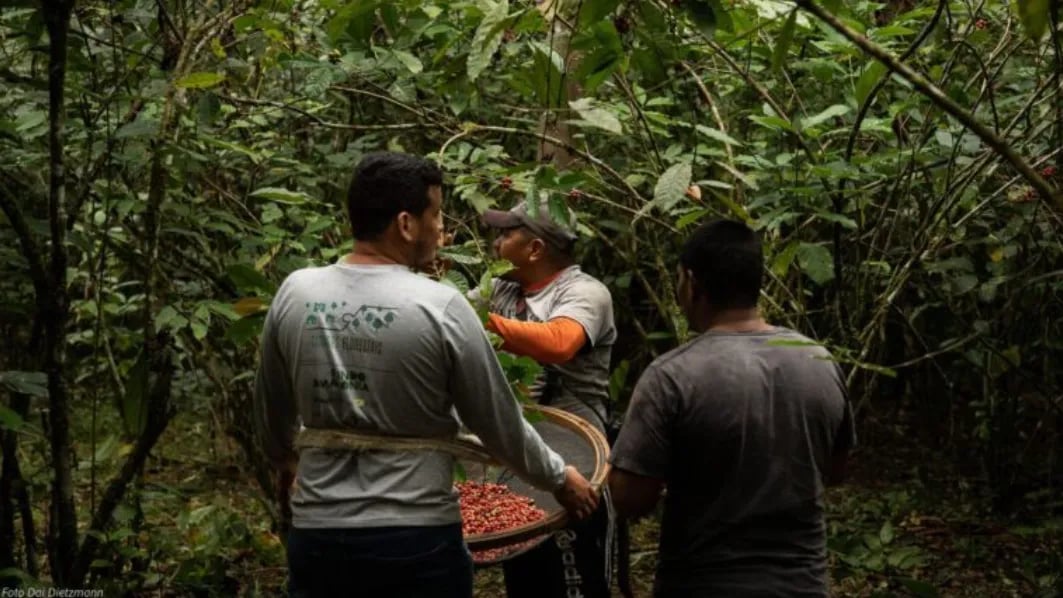 Projeto de Lei propõe cultivo de café para reflorestamento na Amazônia Legal