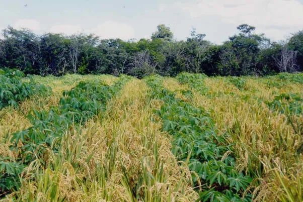 Estudo da Embrapa aponta melhor receita líquida no consórcio de mandioca com arroz e milho em Roraima