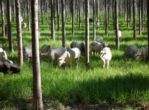 Projeto de Lei propõe criação da política nacional de integração lavoura-pecuária-floresta