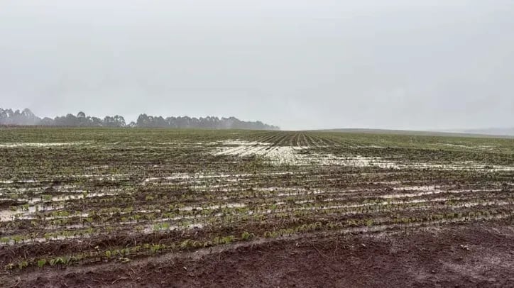 Excesso de chuvas atrasa plantio da soja e reduz safra de trigo no RS