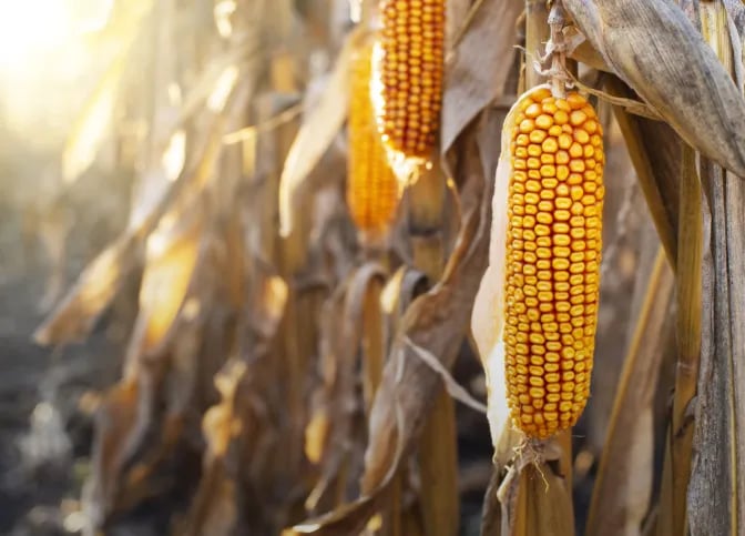 Contrato futuro de milho para dezembro de 2026 fecha cotado a US$ 4,48 por bushel na CBOT