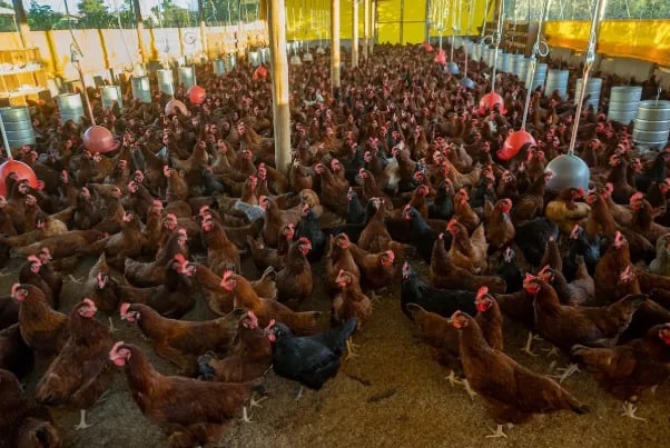 Focos de Newcastle em Santa Catarina geram embargos à carne de frango brasileira