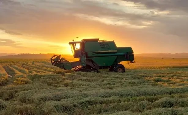 Preços do arroz em casca operam com estabilidade no Rio Grande do Sul