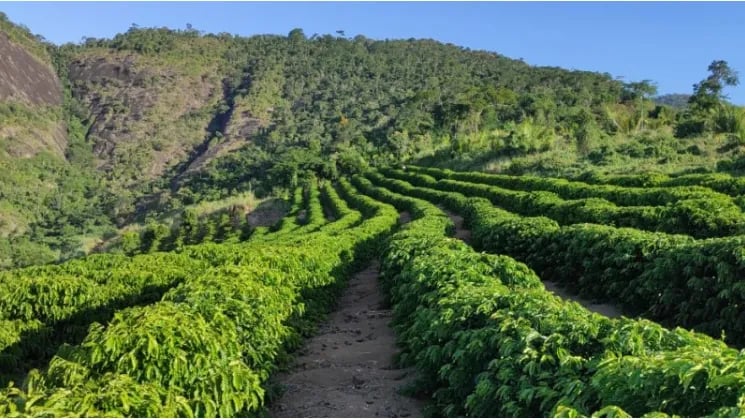 Eventos de cafeicultura regenerativa reúnem 270 participantes no Espírito Santo