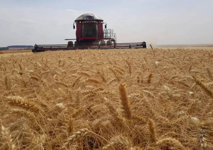 Trigo importado pressiona preços no Sul do Brasil em meio a impactos climáticos na safra