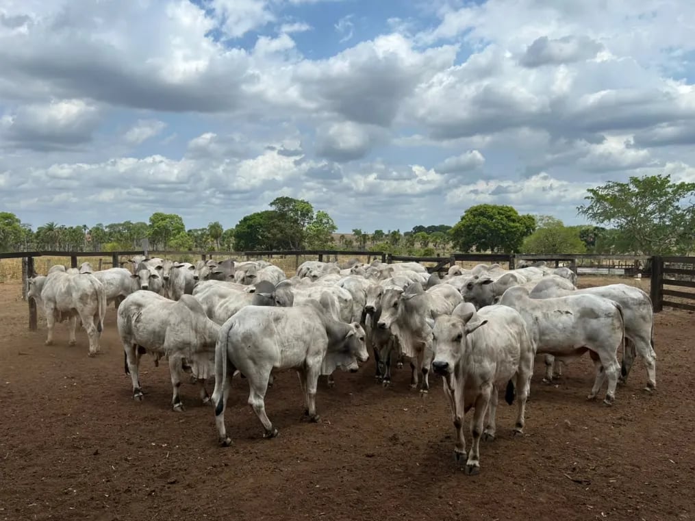 Rio Grande do Norte realiza primeiro embarque marítimo de gado vivo do Nordeste