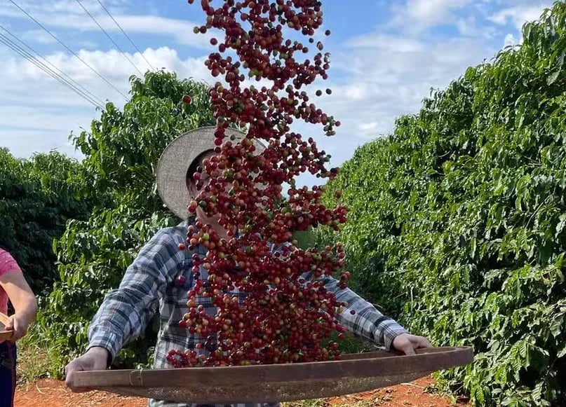 Produção de café no Brasil deve atingir 67,6 milhões de sacas em 2026