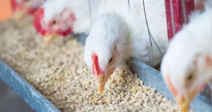 Produção de ração animal no Brasil atinge 45,2 milhões de toneladas no primeiro semestre de 2026