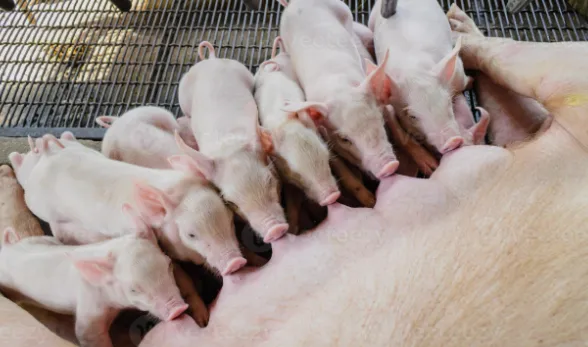 Chapecó sedia 18º Simpósio Brasil Sul de Suinocultura com foco em sanidade e tecnologia