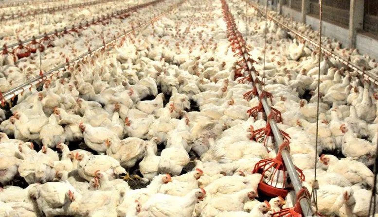 Custo do frango de corte sobe 1,39% no Paraná e chega a R$ 4,77/kg em julho