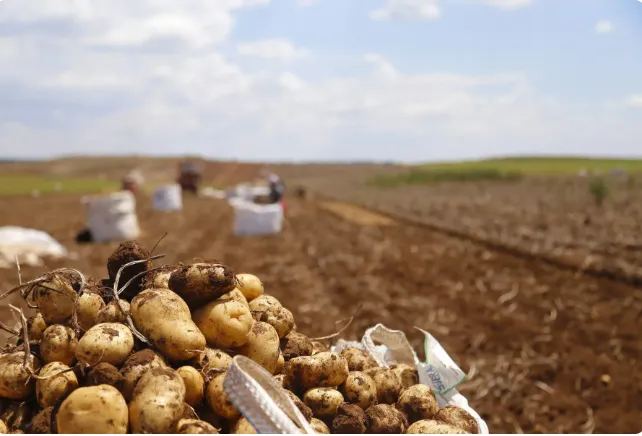 Vargem Grande do Sul deve colher metade da safra de inverno de batata até o fim de agosto