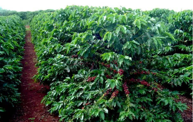 Safra de café mantém bom desempenho, mas El Niño acende alerta para 2027, aponta Fórum Técnico da Cooxupé