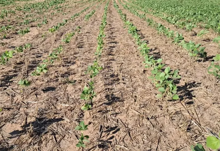 El Niño deve persistir até o verão 2026/2027 e pode reduzir chuvas no Tocantins