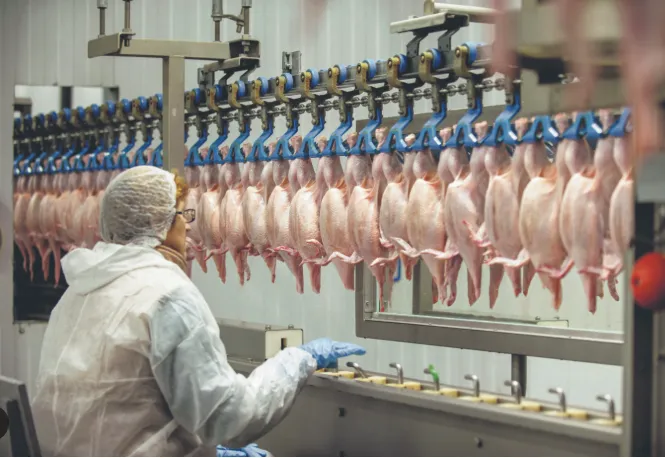 Produção e consumo de proteínas animais avançam em 2026, projeta ABPA