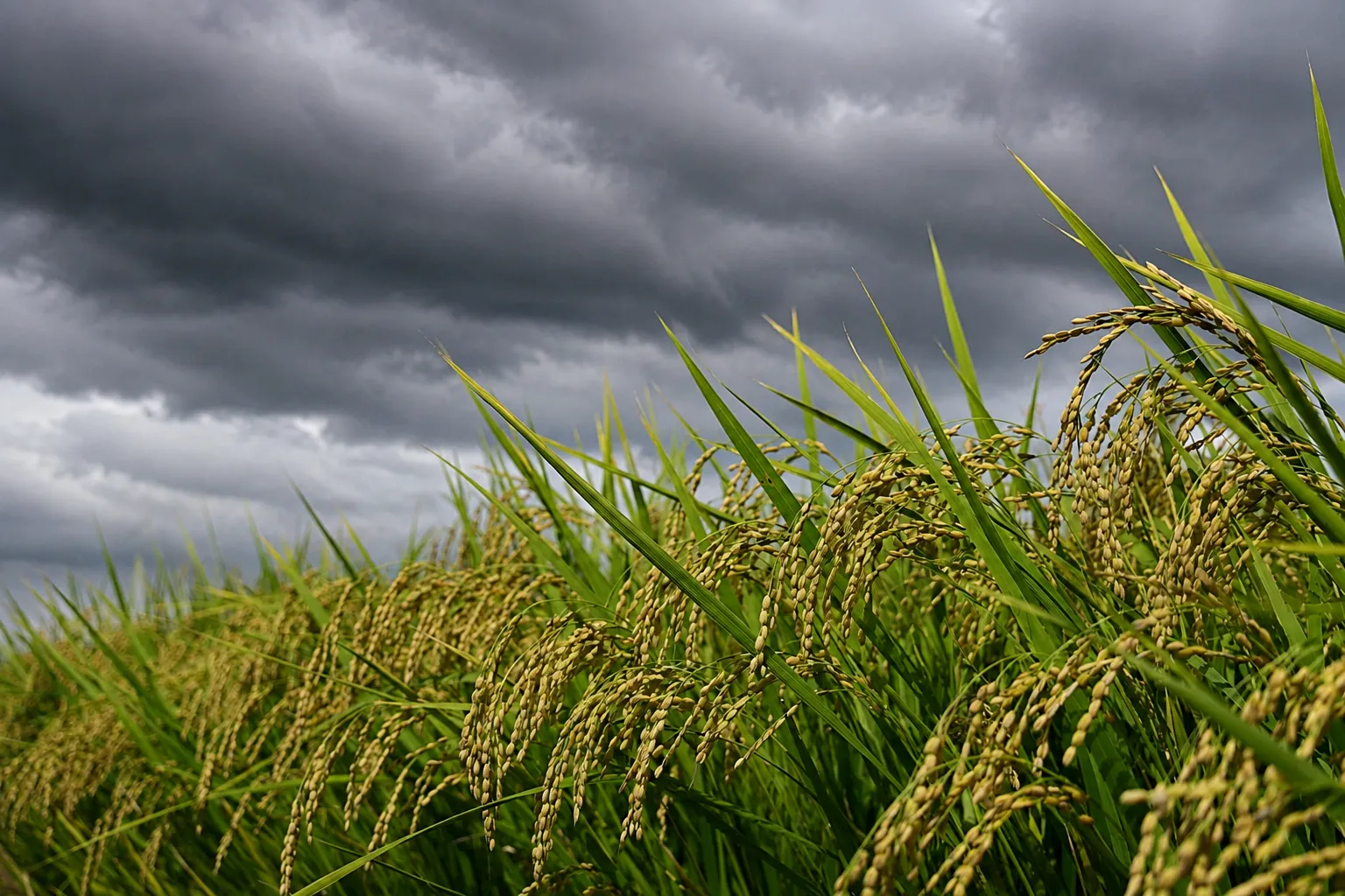 El Niño põe semeadura do arroz sob alerta em Santa Catarina