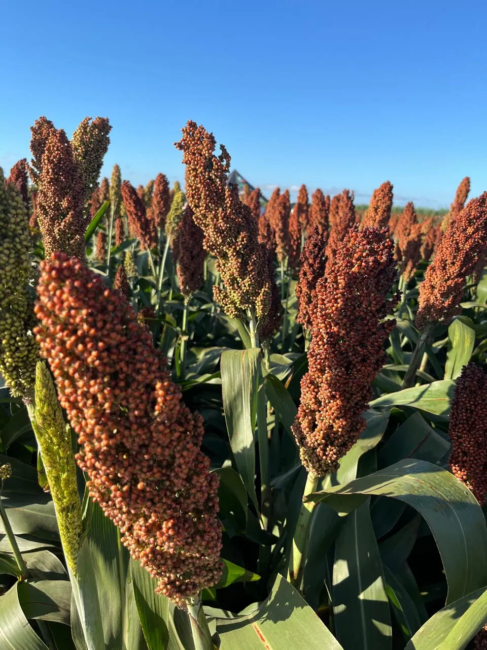 Sorgo ganha espaço no Brasil e amplia importância no planejamento das lavouras