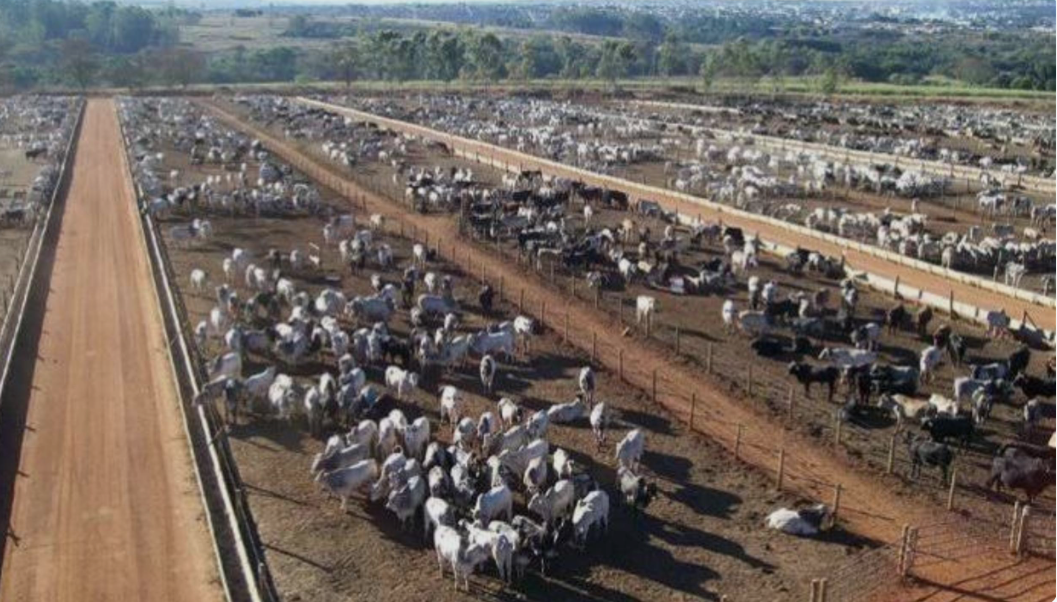 Custos de Alimentação em Queda Impulsionam Alta da Arroba do Boi Gordo