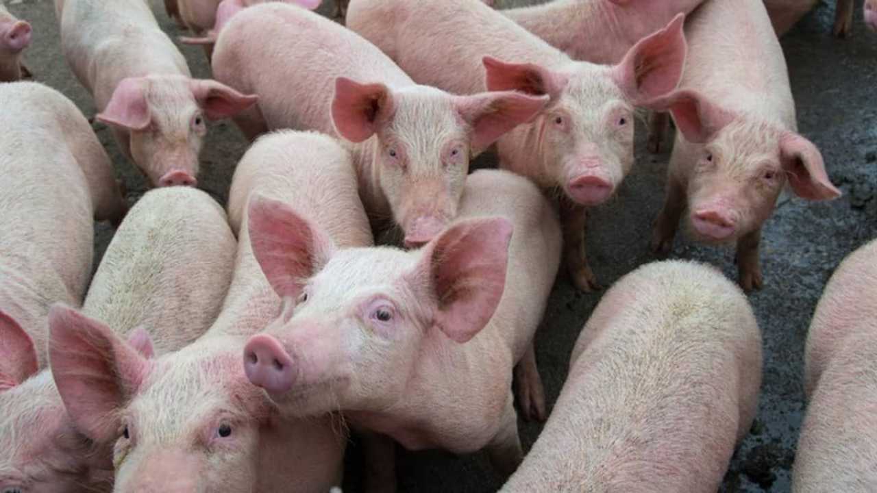 Poder de compra do suinocultor paulista recua pelo 8º mês; milho e farelo de soja pressionam o suíno vivo, Cepea