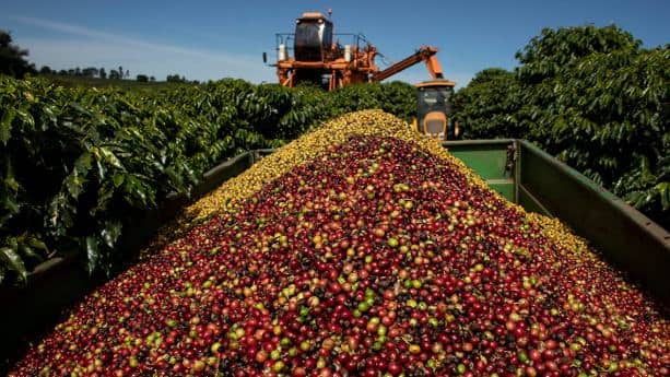 Preços mundiais do café em 9 de junho de 2026: Robusta sobe em Londres, Arábica recua para o menor nível em 19 meses; Brasil e Vietnã pressionam o mer