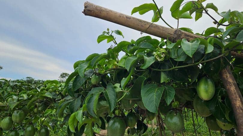 Irrigação transforma Vão do Paranã (Goiás): maracujá e manga impulsionam a fruticultura com apoio da Embrapa e Codevasf